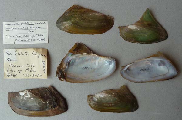 image of lot SMF_205120