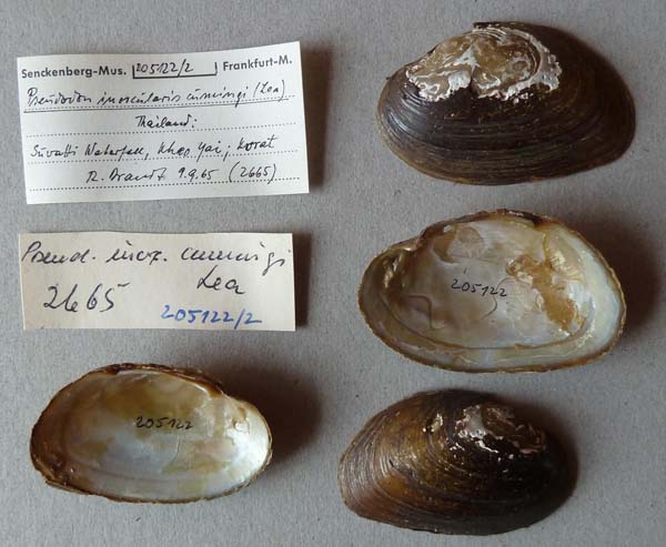 image of lot SMF_205122