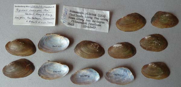 image of lot SMF_205123