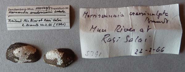 image of lot SMF_220527