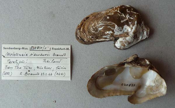 image of lot SMF_220831