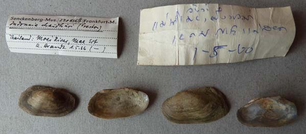 image of lot SMF_220836