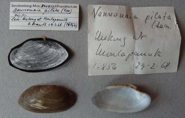 image of lot SMF_220837