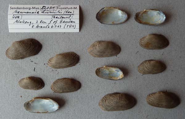 image of lot SMF_220839