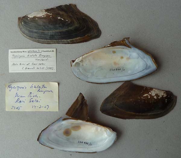 image of lot SMF_220866