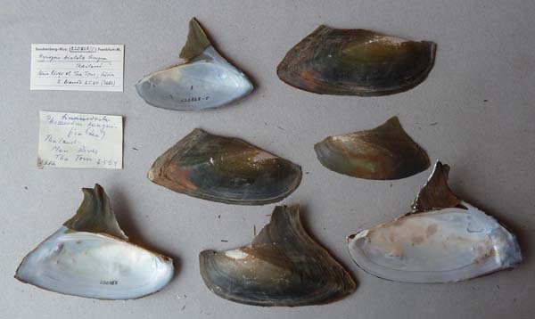 image of lot SMF_220868