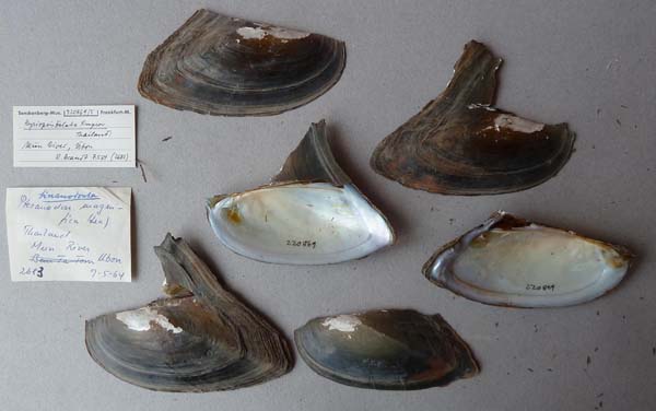 image of lot SMF_220869