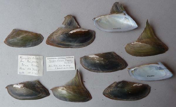 image of lot SMF_220870