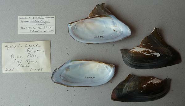 image of lot SMF_220871