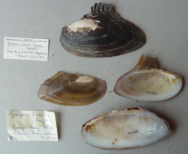 image of lot SMF_220898