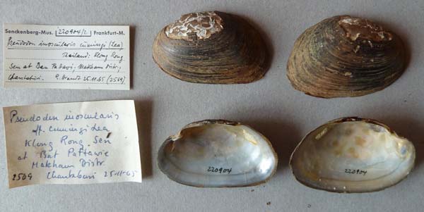 image of lot SMF_220904