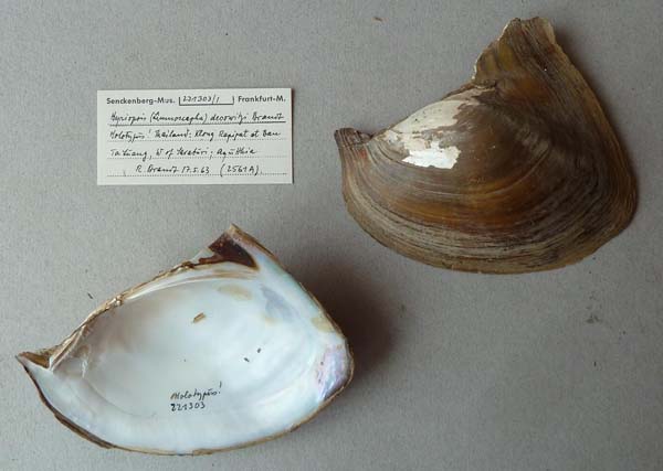 image of lot SMF_221303