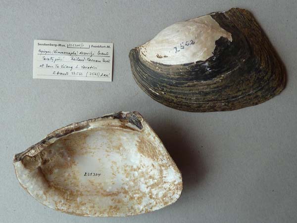 image of lot SMF_221304