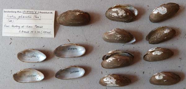 image of lot SMF_225777