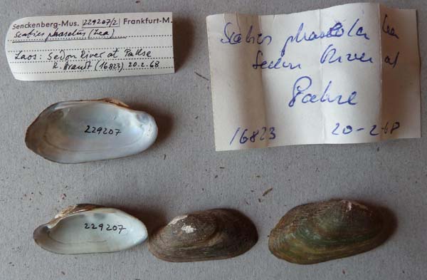 image of lot SMF_229207