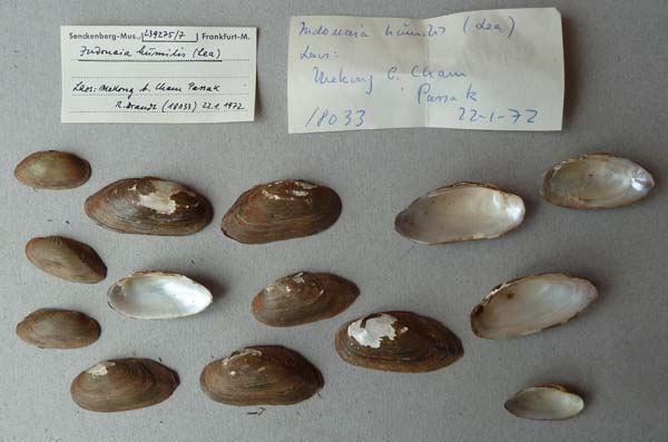 image of lot SMF_239275