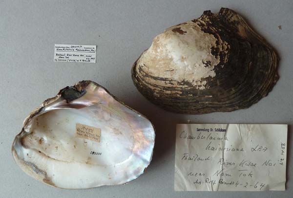 image of lot SMF_283234