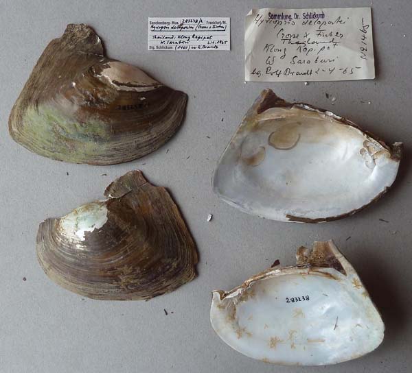 image of lot SMF_283238