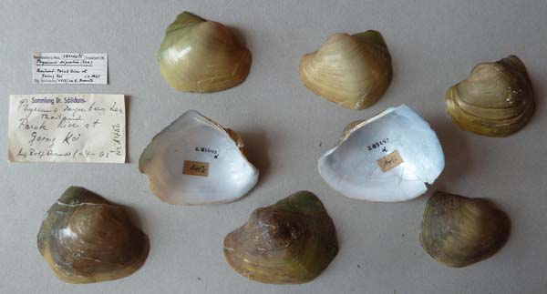 image of lot SMF_283240