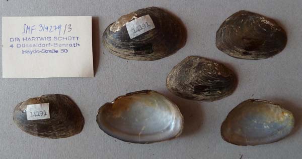 image of lot SMF_319279