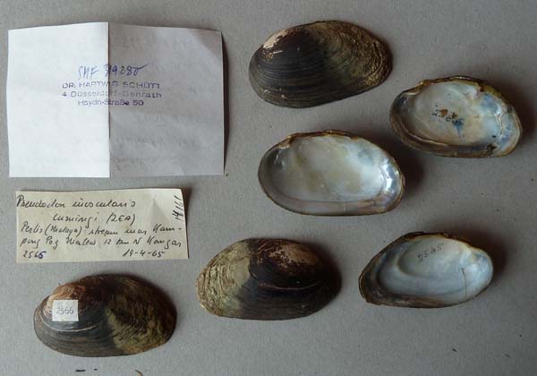 image of lot SMF_319280