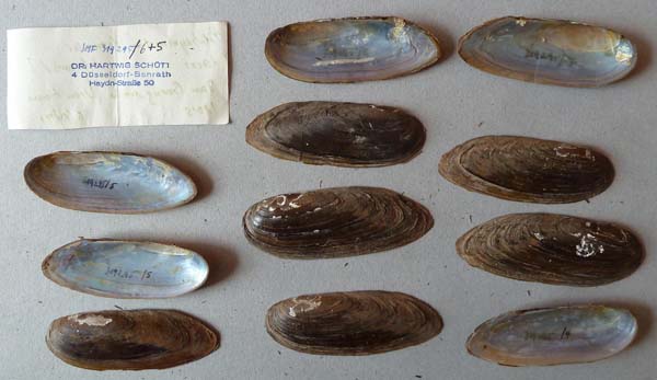 image of lot SMF_319295