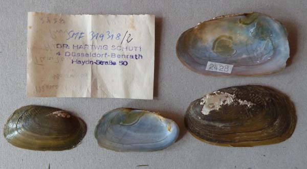 image of lot SMF_319318