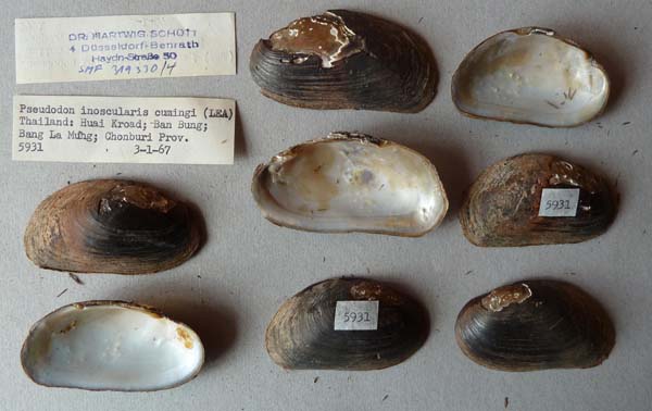 image of lot SMF_319330