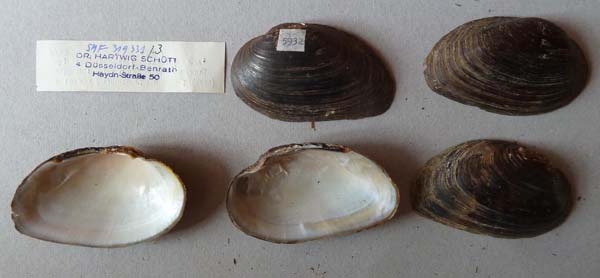 image of lot SMF_319331