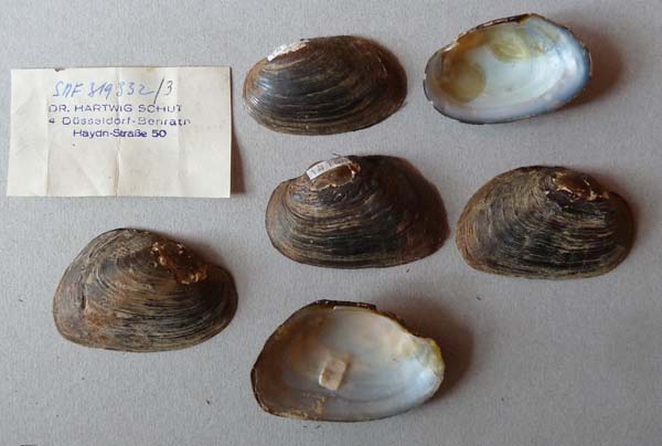 image of lot SMF_319332