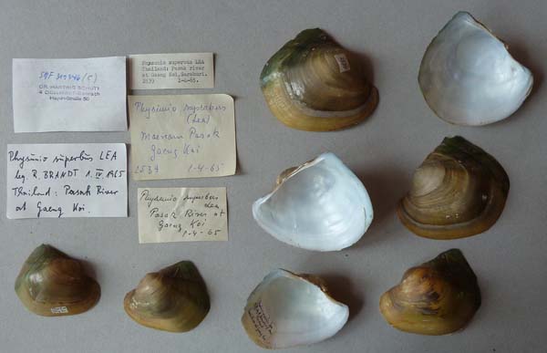 image of lot SMF_319346