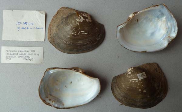 image of lot SMF_319347