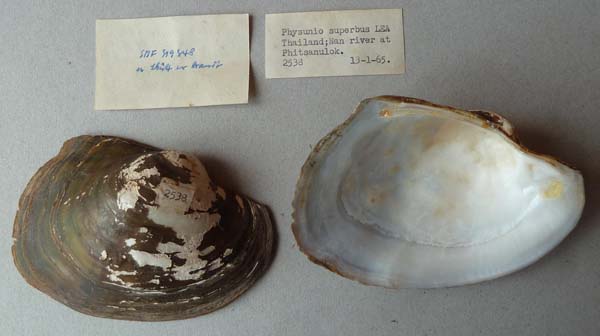 image of lot SMF_319348