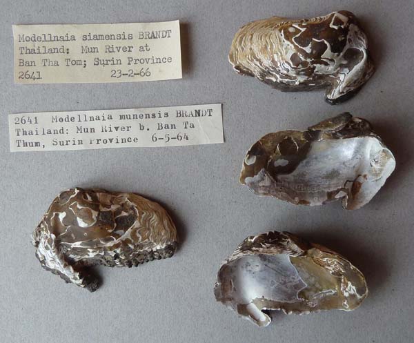 image of lot SMF_319385