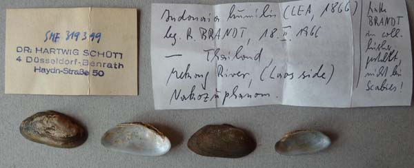 image of lot SMF_319399