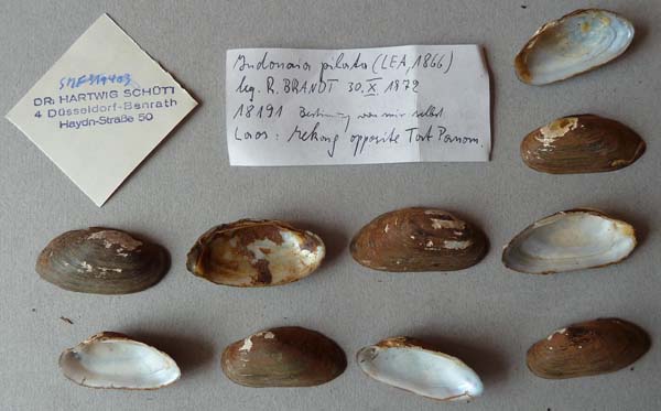 image of lot SMF_319403