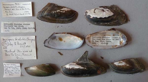 image of lot SMF_319590