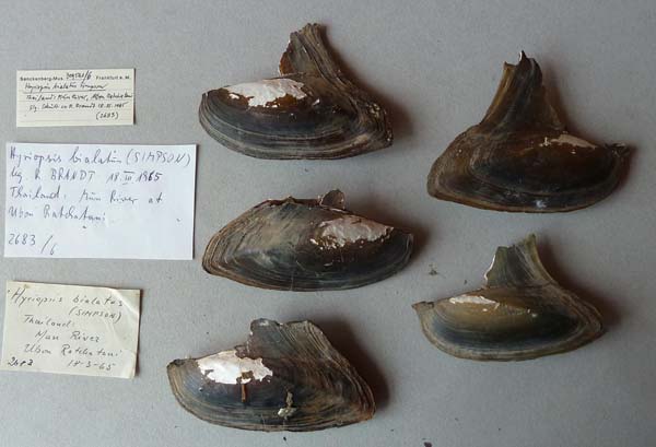 image of lot SMF_319591