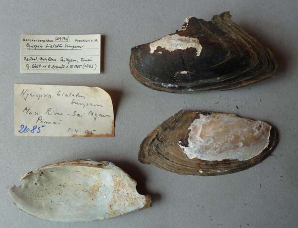 image of lot SMF_319592