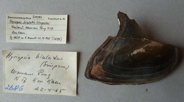 image of lot SMF_319593