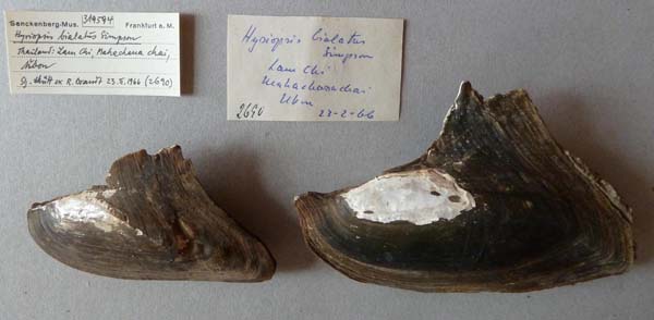 image of lot SMF_319594