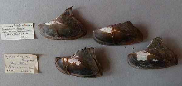 image of lot SMF_319595