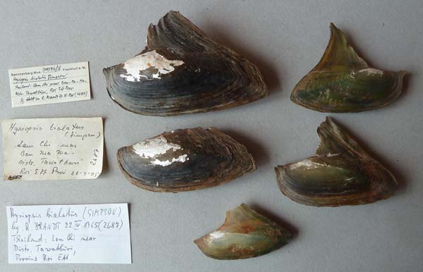 image of lot SMF_319596