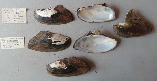 image of lot SMF_319597