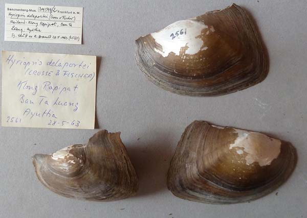 image of lot SMF_319599