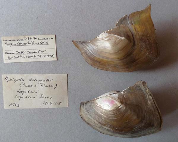 image of lot SMF_319600