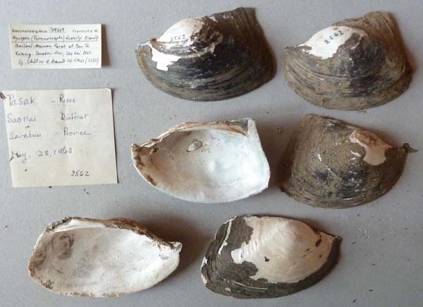 image of lot SMF_319609