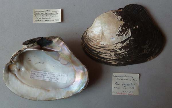 image of lot SMF_319620