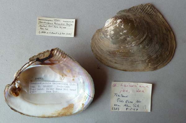 image of lot SMF_319622