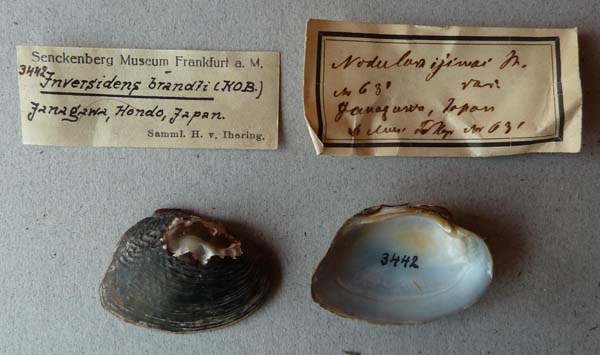 image of lot SMF_3442